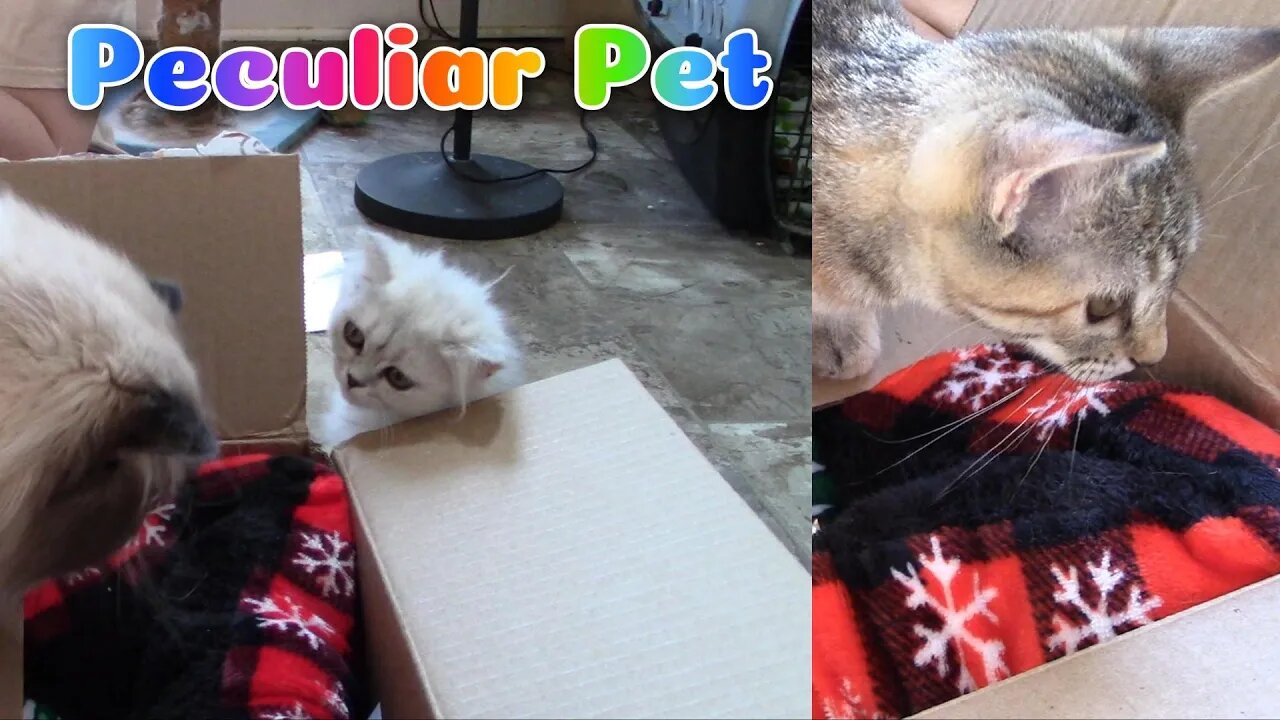 Peculiar Pet (By Unboxing The Bizarre) Christmas December 2023!😻