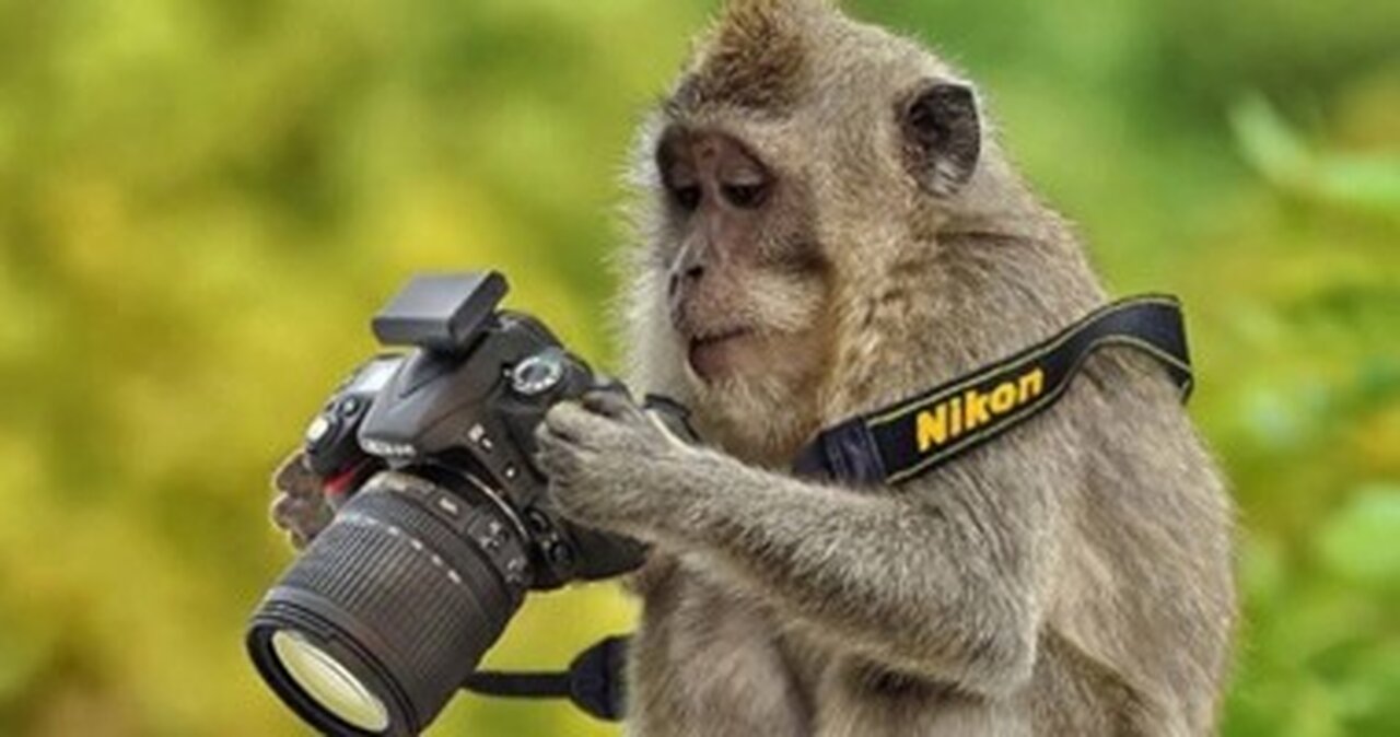 Funny video of animals, I dare you not to laugh very new 2023