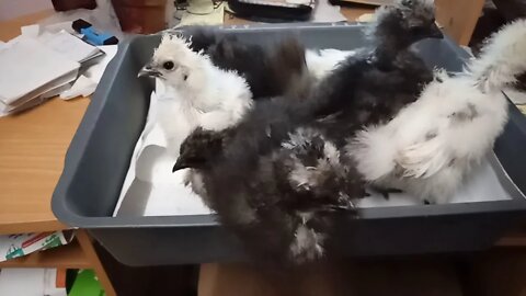 Silkie Chicks, Waiting while I get their bed ready, 26 & 27 days old 03/07/2020 ( Video 7 )