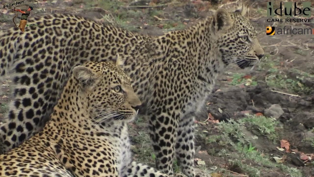 Leopard And Cub - Life Outside The Bushcamp - 35: Finding The Food Is Gone