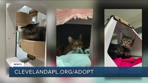 Cleveland APL Pet of the Weekend: Working cats ready to keep mice away