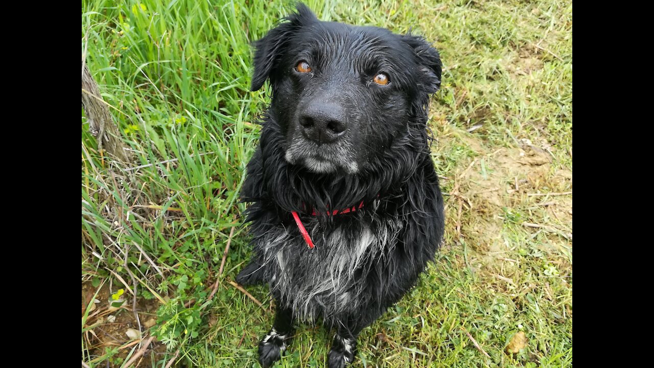 IL CANE MIO BUM aiuta babbo a portare la spesa