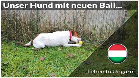 Unser Hund mit seinem neuen Ball - Leben in Ungarn