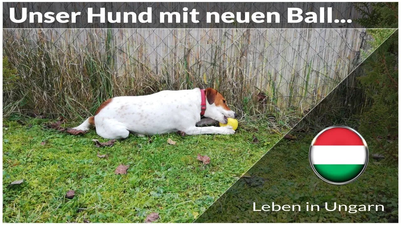 Unser Hund mit seinem neuen Ball - Leben in Ungarn