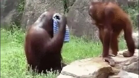 Dawn the Orangutan saw zoo workers cleaning off after a shift.