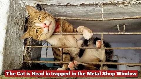 The Cat is Head is trapped in the Metal Shop Window