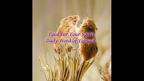 1 Timothy 5:13 b