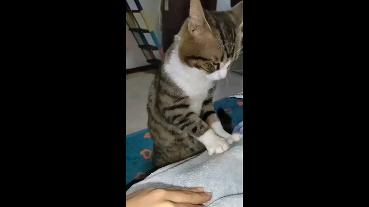 Cat's massage - not again hooman