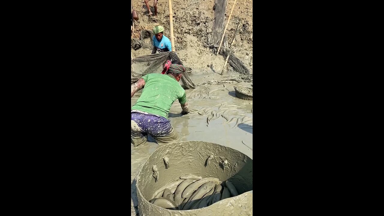 গ্রামবাংলায় মাছ ধরা দেখুন।