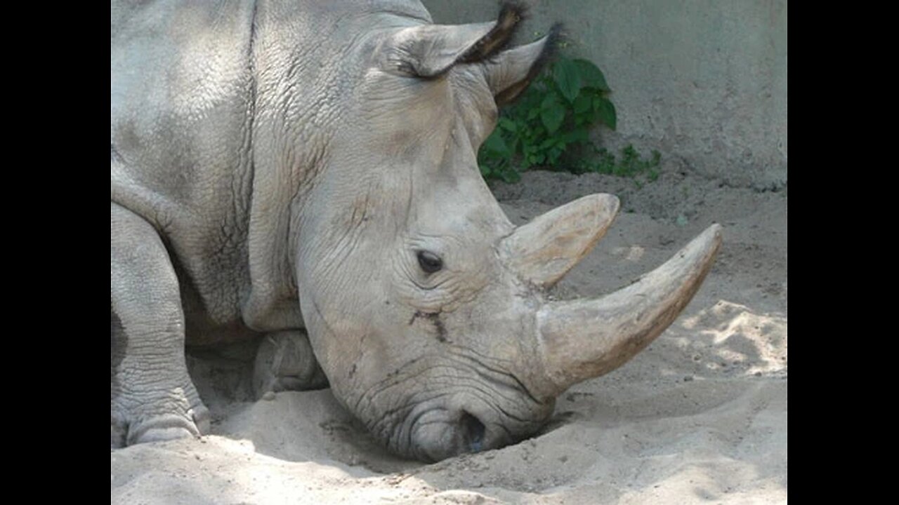 Northern White Rhinoceros