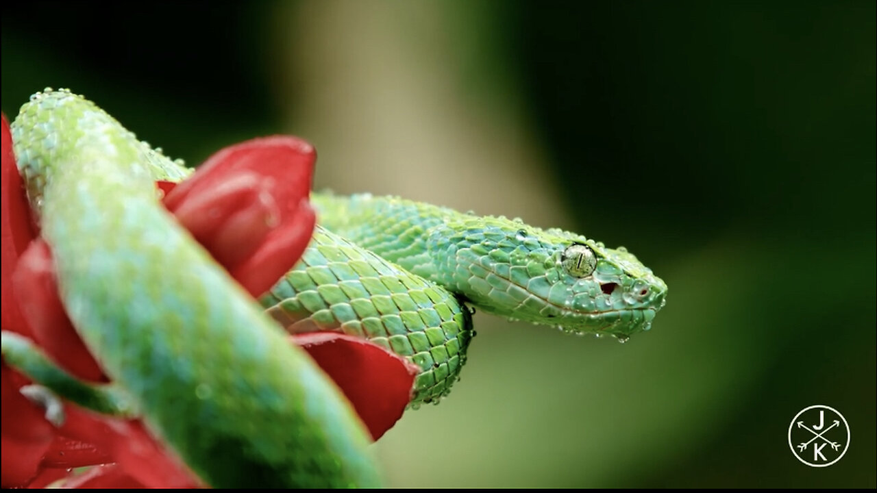 COSTA RICA IN 4K 60fps HDR (ULTRA HD)