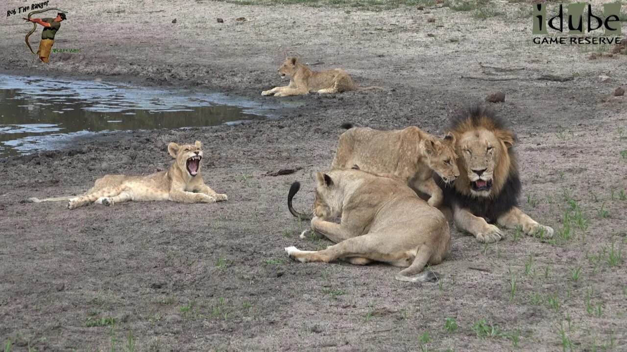 Daughters Of The Mapogo Lions - Rebuilding The Othawa Pride - 112: Relaxing at a Waterhole