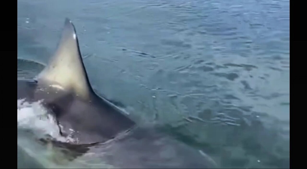 GREAT WHITE SHARK TASTES OUR BOAT!