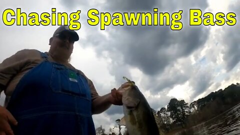 Chasing Spawning Bass