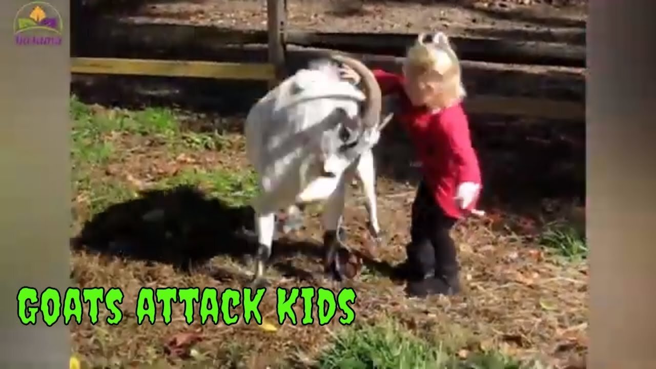 Hero Dog Protects Little Boy From Being Attacked By a Goat