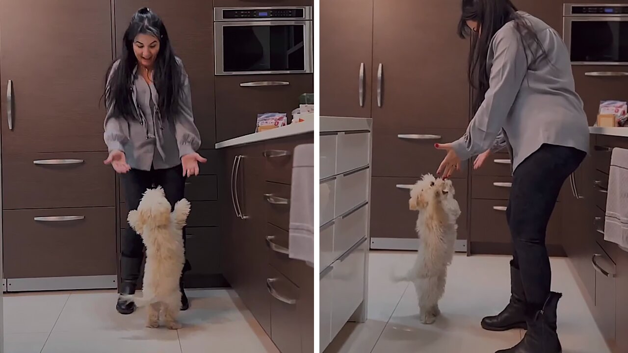 Dancing Dog Will Definitely Brighten Your Day