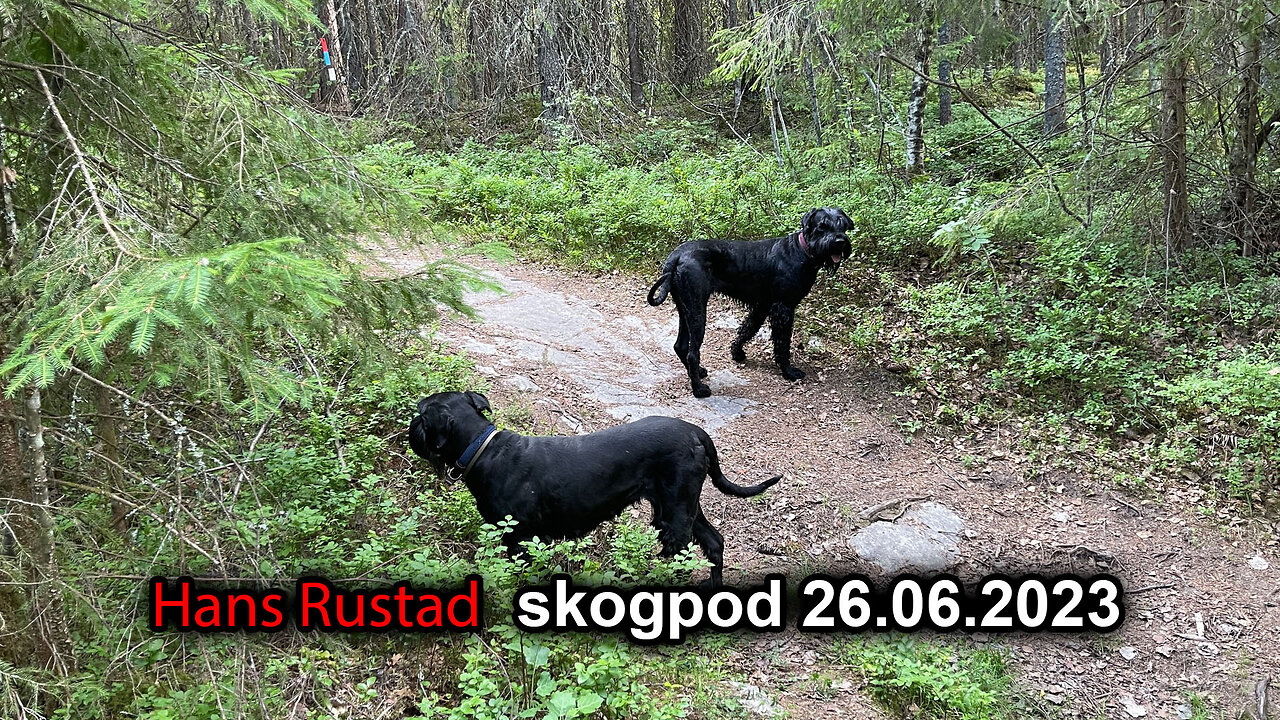 Skogpod 26. juni 2023