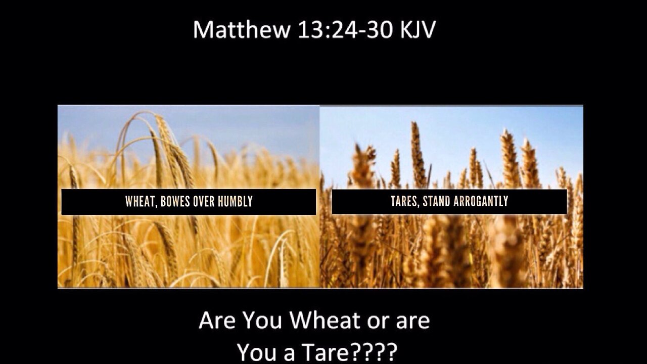 WHEAT 🌾 & TARES: “LET BOTH GROW TOGETHER UNTILL THE HARVEST”