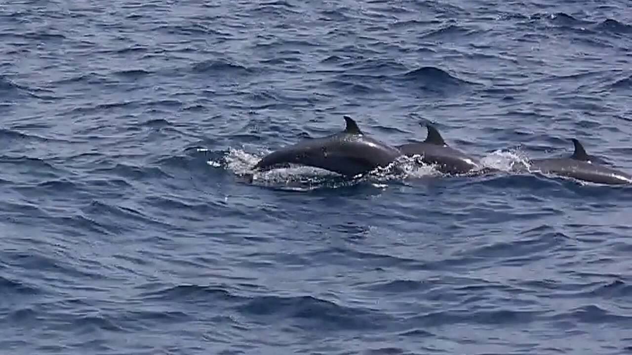 Wild Dolphins Swimming in HD Compilation