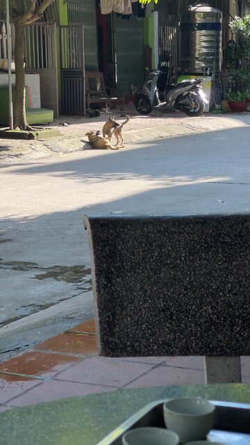 My dog ​​is now playing with many of his friends #2