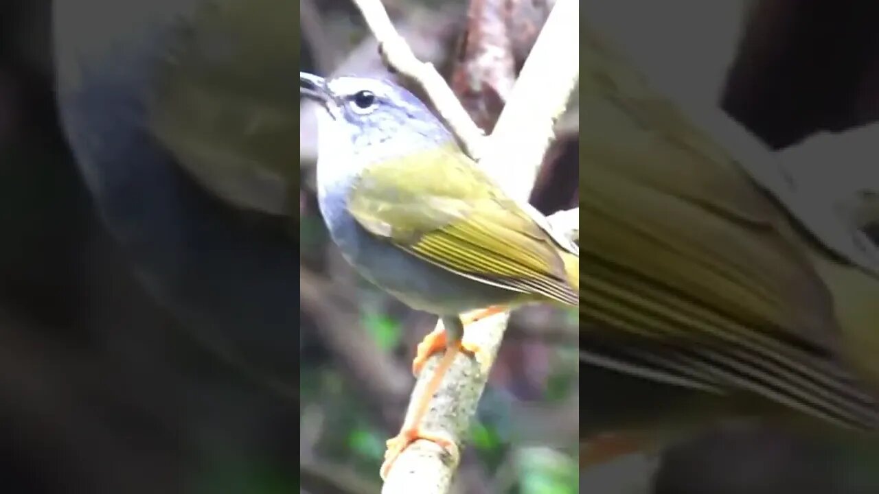 Pula Pula Assobiador - Som das Aves | #shorts #short