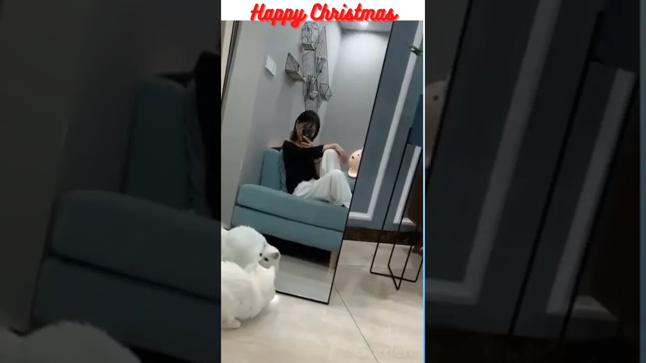 Funny Cats 🐈and Dog🐩#shorts
