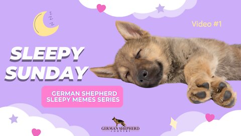 Sleepy Sunday 😴 Video #1 | German Shepherd Memes