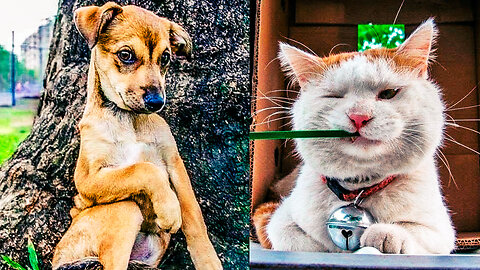 Funniest Cats and Dogs #36