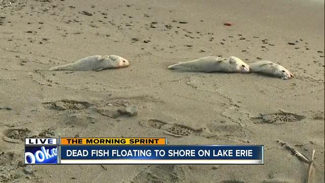 Dead fish wash up on the shores of Lake Erie; a case experts haven't seen in more than a decade