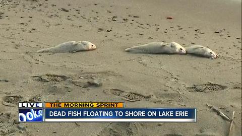 Dead fish wash up on the shores of Lake Erie; a case experts haven't seen in more than a decade