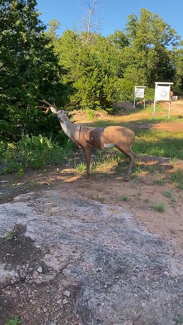 Around 60 yard bow shot at deer target