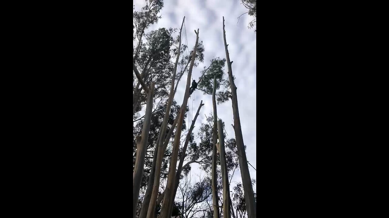 Eucalyptus ￼ride - No pie