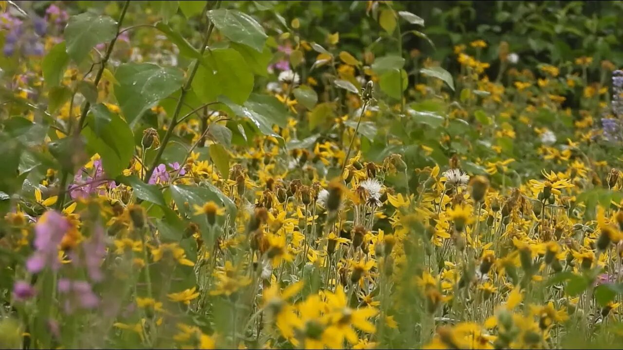 Climate Under Pressure