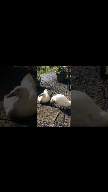 Ducklings reunited. Nothing sensational, just quiet contentment