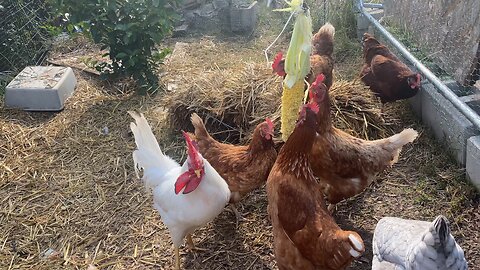 Chickens love eating corn