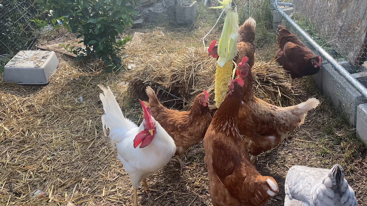 Chickens love eating corn