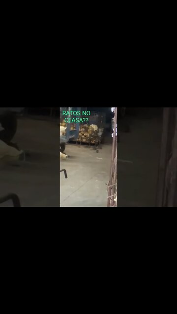 ACONTECE : RATOS NO DEPOSITO