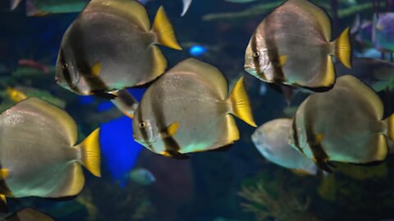 Fish reef aquarium water