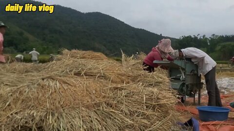 It's the rice harvest season | daily life vlog