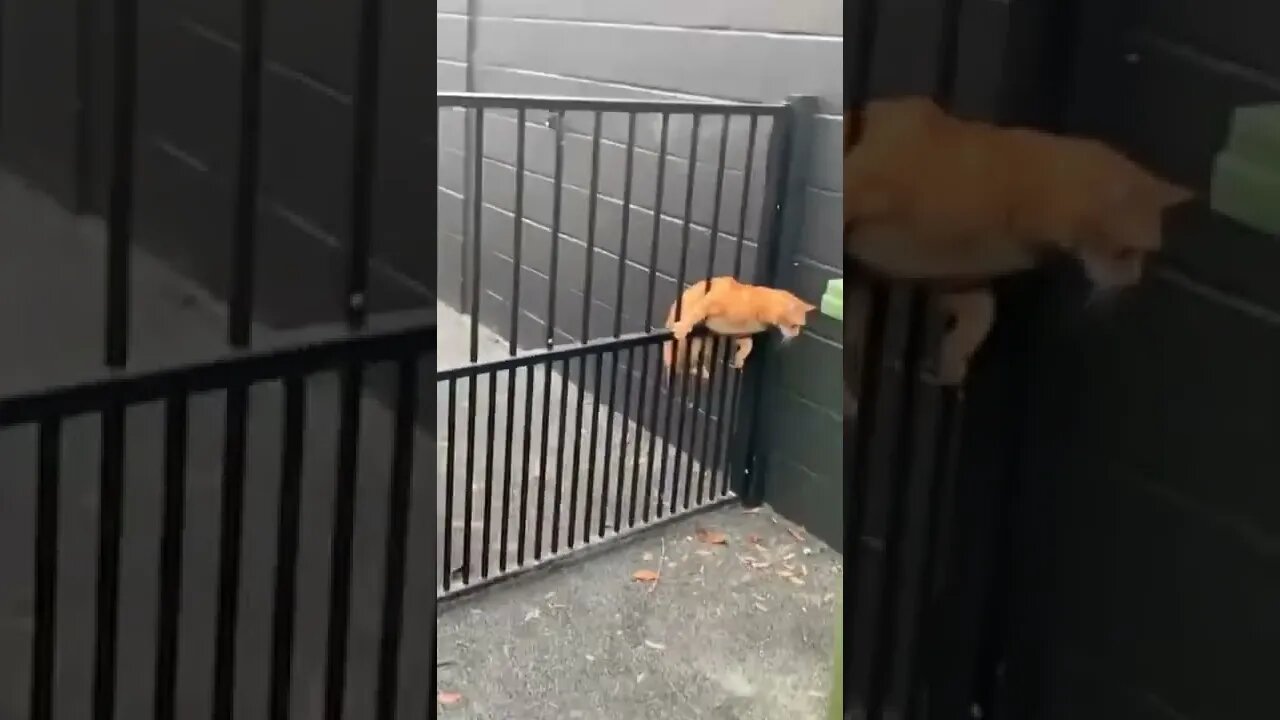 Funny Animals 173 funnycontent707