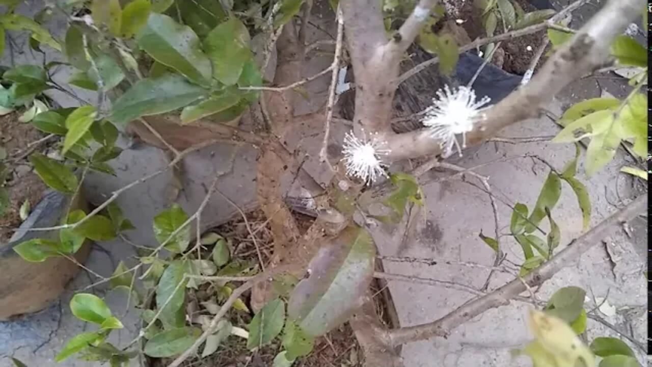 preços de frutíferas produzindo em vasos em Niterói RJ