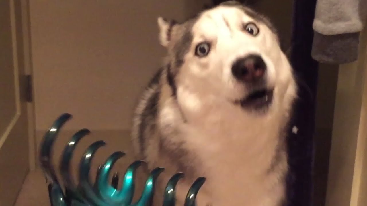 Funny Husky Videos, Compilation of Funny and Cute Husky Videos
