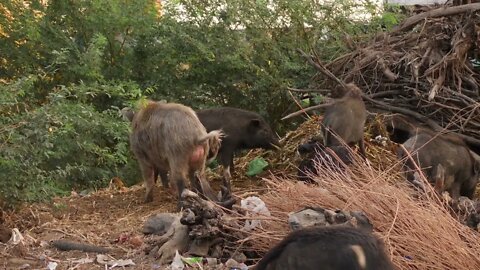 View of five pigs roaming around waste products