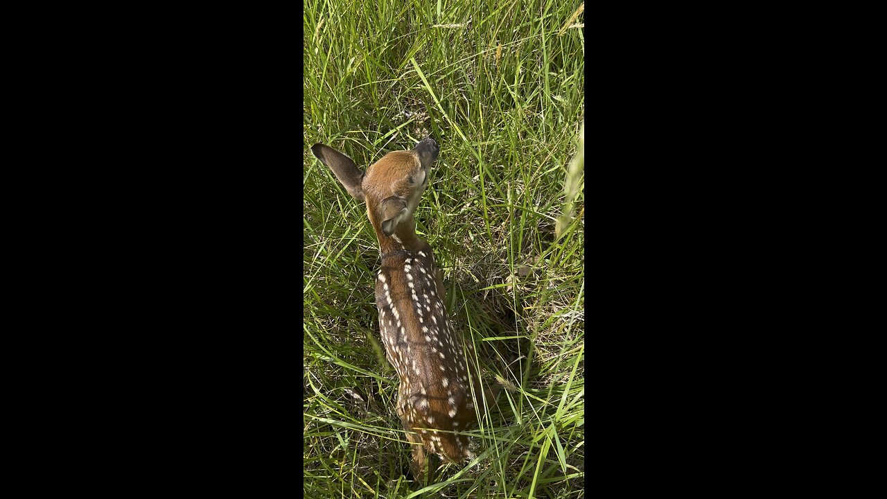 Placing the uninsured fawn back where it had been laying.