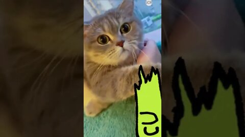 cute cat videos 😹 funny videos 😂 528 😻