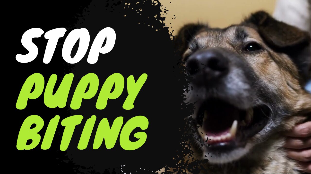 How to Train Your Dog the RIGHT Way ( WITHOUT using treats or punishment)