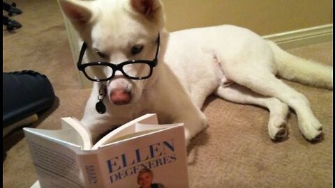 Dangerous dog breeds No 1