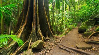 Driving in Queensland Mountains - Mount Tamborine