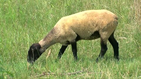 Cedarburg farm rescuing animals to give them a forever home