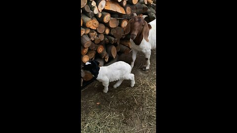 What’s up baby goat. #goat #farmanimals #cute #funny #lol